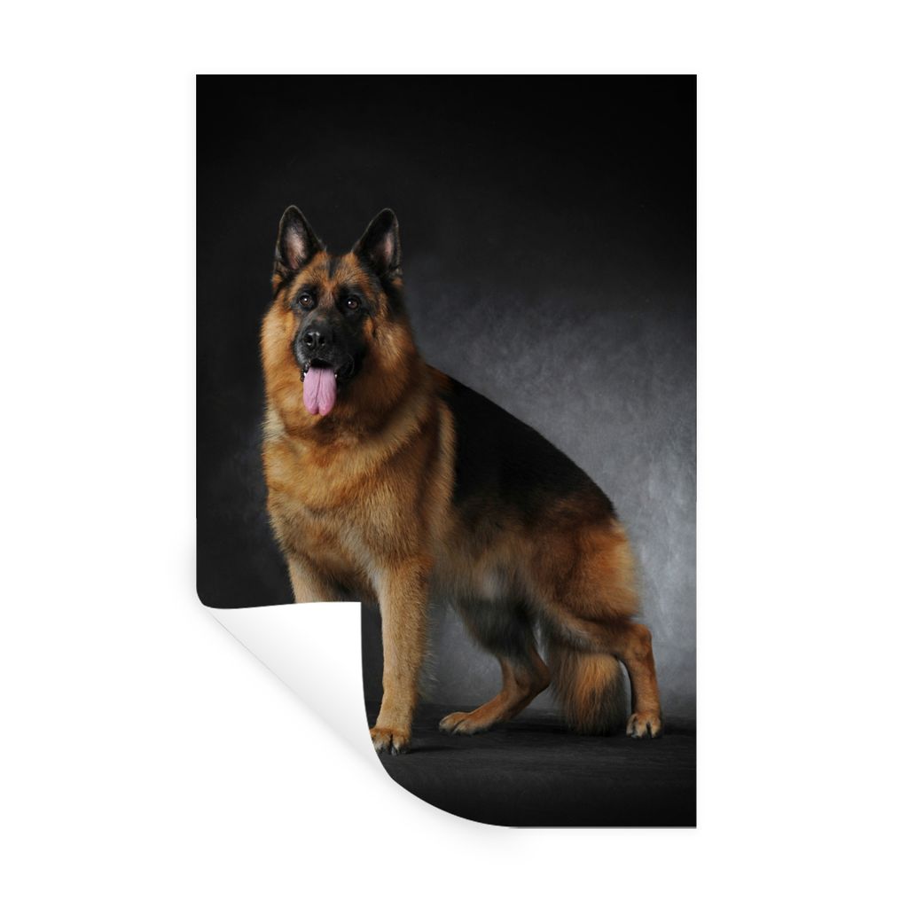 MuchoWow Wandtattoo Wandsticker Wandaufkleber Porträt eines Deutschen Schäferhundes mit schwarzem Hintergrund 40x60 cm Selbstklebend und Reposi...