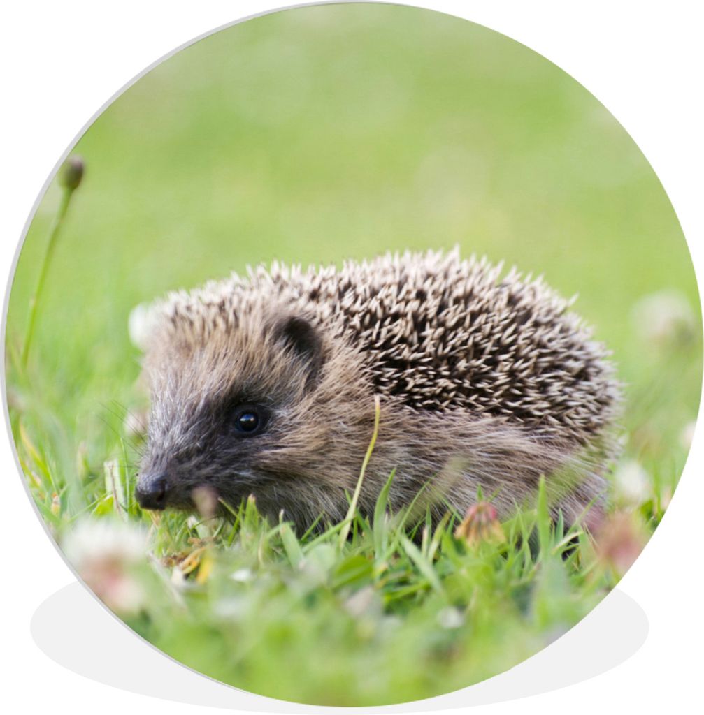MuchoWow Rundes Wandbild - Runde Bilder Igel - Gras - Blumen Ø 60 cm Kreis Wanddekoration Kunststoff - Wandkreis - Wandschmuck - Wand Kreis - Da...