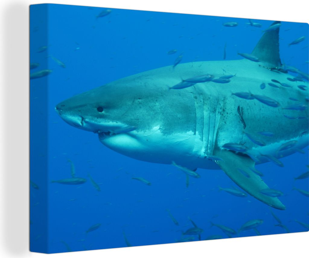 OneMillionCanvasses - Leinwandbilder - 140x90 cm, Ein großer weißer Hai in einem Fischschwarm, Wandbilder Kunstdruck Wanddekoration - Foto auf ...