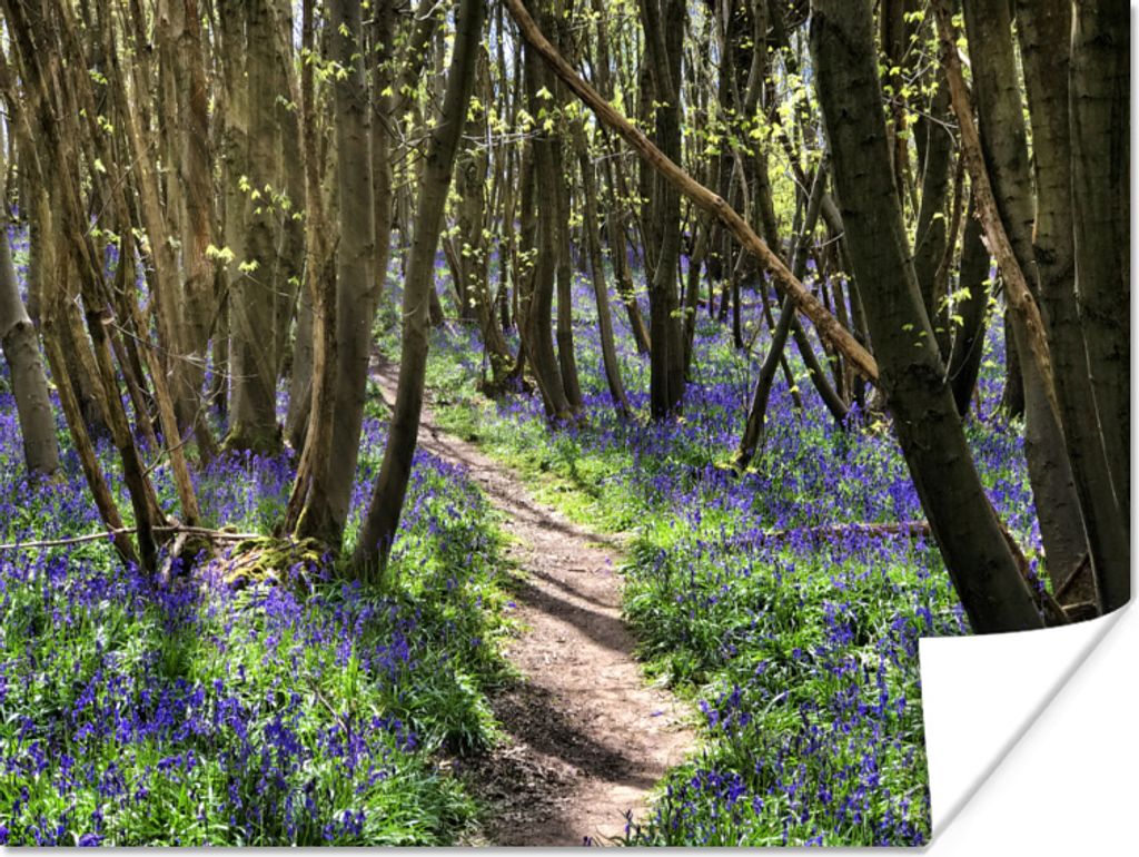 MuchoWow Poster Sternhyazinthen in einem abgelegenen Wald 40x30 cm - Plakate für die Wände - Poster Wohnzimmer