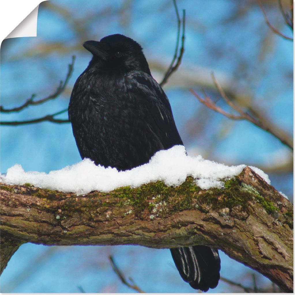 ARTland Poster Rabe im Winter Größe: 30x30 cm