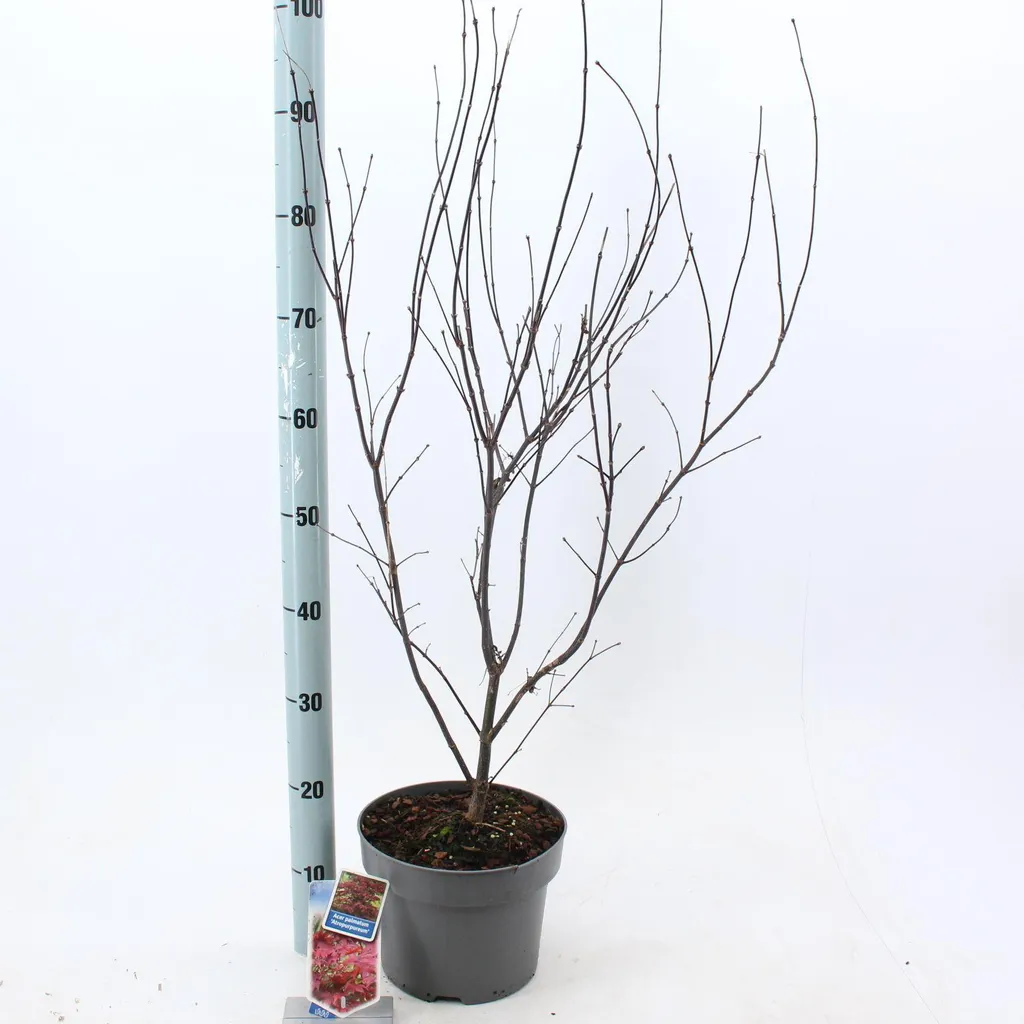 Érable du Japon Atropurpureum pour jardin ombragé et sol acide 60cm