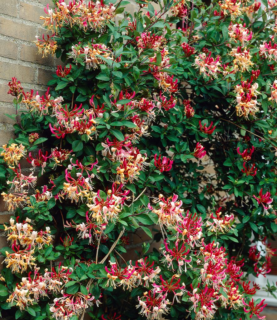 BALDUR Garten 1x Duft Geißblatt 'Henry', Lonicera immergrün, Pflanze im 2 Liter-Topf, immergrüne Kletterpflanze, klettert ca. 3-6 Meter hoch, pf...