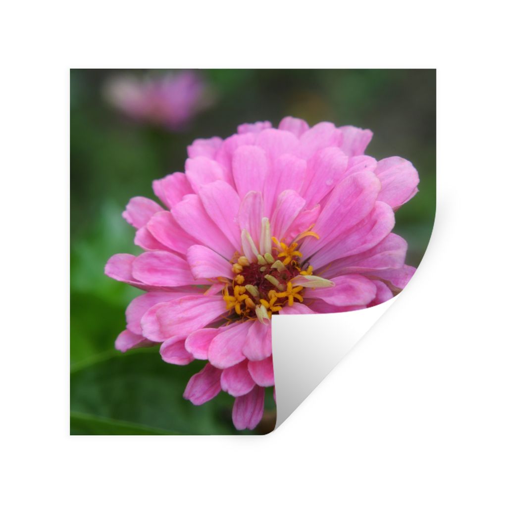 MuchoWow Wandtattoo Wandsticker Wandaufkleber Rosa Blüten der Zinnie im Garten 80x80 cm Selbstklebend und Repositionierbar - Wierderverwendbar -...