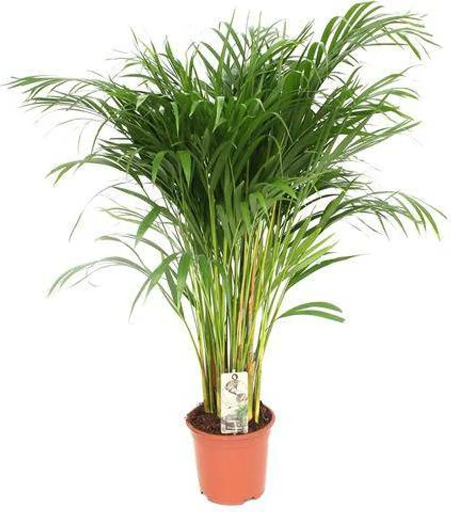 Palmier Areca Dypsis lutescens Ø 21 cm hauteur 110 cm plante d'intérieur