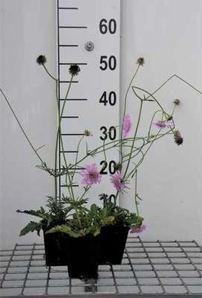 6 x Scabiosa col. 'Pink Mist' - Skabiose - Topf 9 x 9 cm
