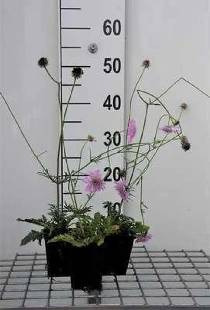 Plantes vivaces Scabiosa Pink Mist : lot de 6 godets pour bordures