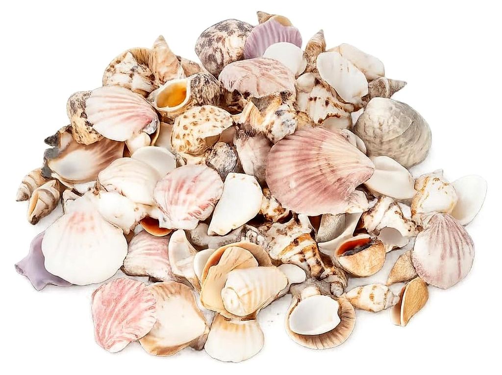 Muschelmix, groß 1 kg ca. 4–7 cm, Bastelmuscheln, maritime Dekoration, Aquarium, Terrarium, Streudeko, Muschelkranz, Naturmuscheln, Schneckenhä...