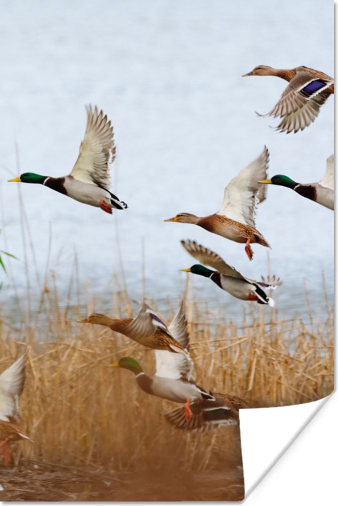 MuchoWow Poster Ente - Vogel - Schilf - Wasser - Enten 60x90 cm - Wanddekoration