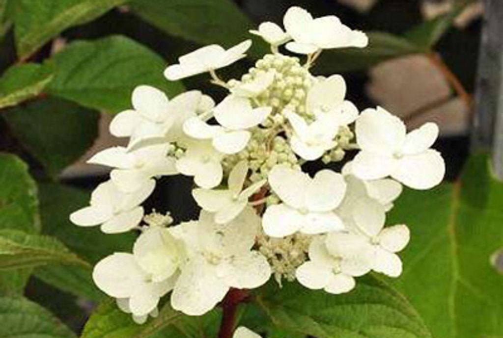 10 x Hydrangea pan. 'Wim's Red' PBR - Hortensie 2-3-Ästen | Wurzelnackt