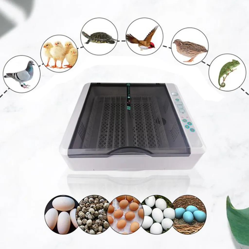 Couveuse à œufs polyvalente pour élevage de poules, canards et oies