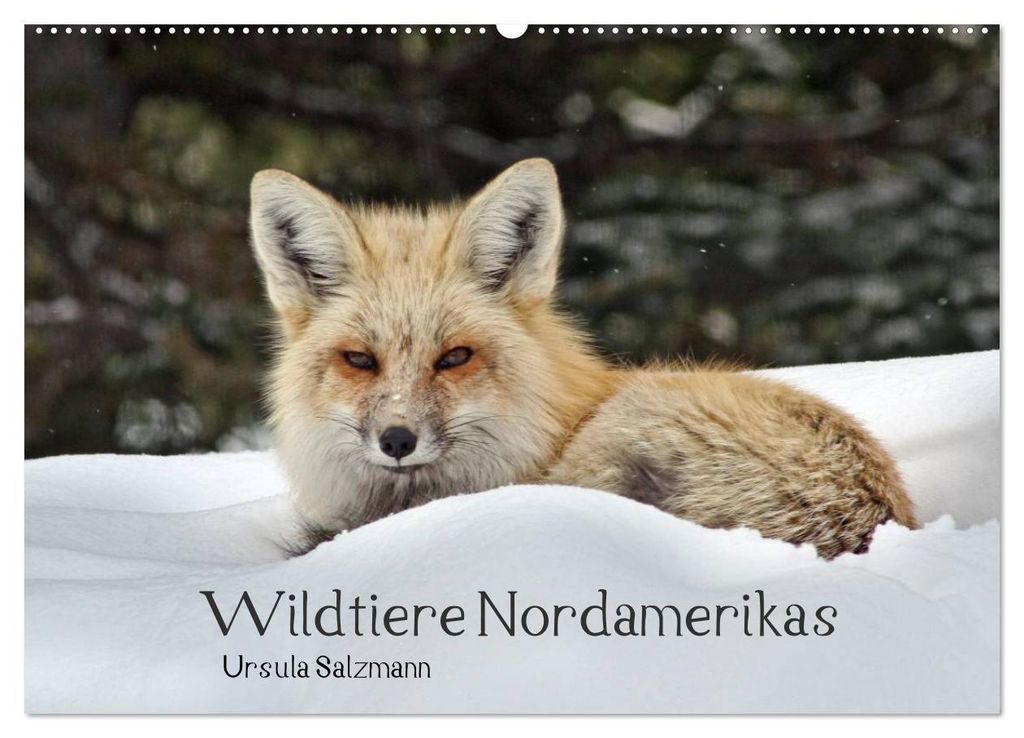 Wildtiere Nordamerikas (Wandkalender 2027 DIN A2 quer), CALVENDO Monatskalender