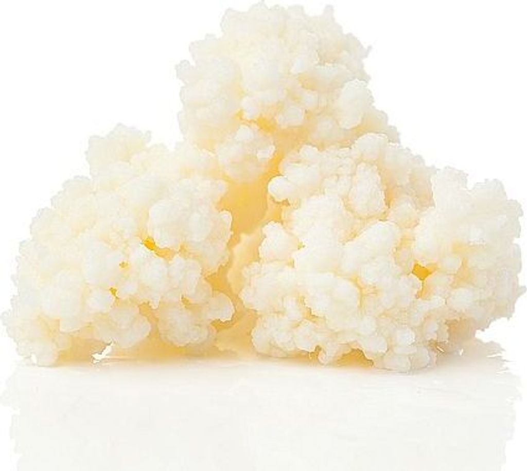 Kefirpilz bestehend aus 10g Knollen BioLine Produktbild 