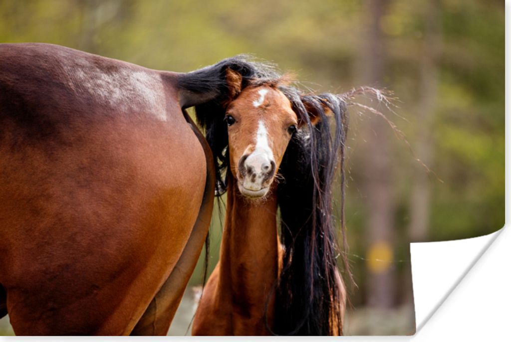 MuchoWow Poster Pferde - Natur - Braun 180x120 cm - Fotoplakat