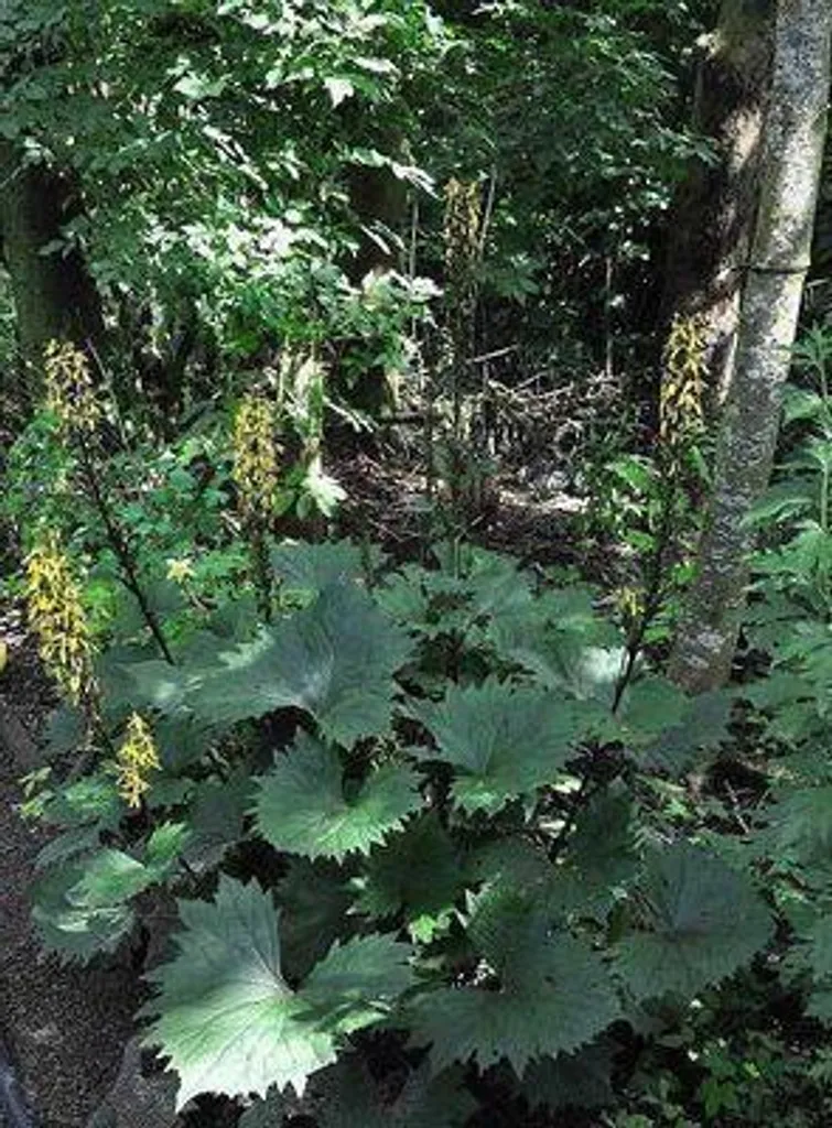Plantes Vivaces de Jardin Ligularia The Rocket - Lot de 6 Pots 9 cm