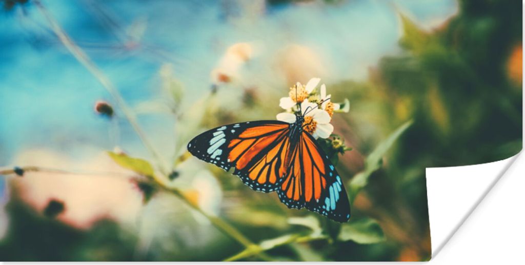 MuchoWow Poster Schmetterling - Blumen - Garten 80x40 cm - Wanddeko