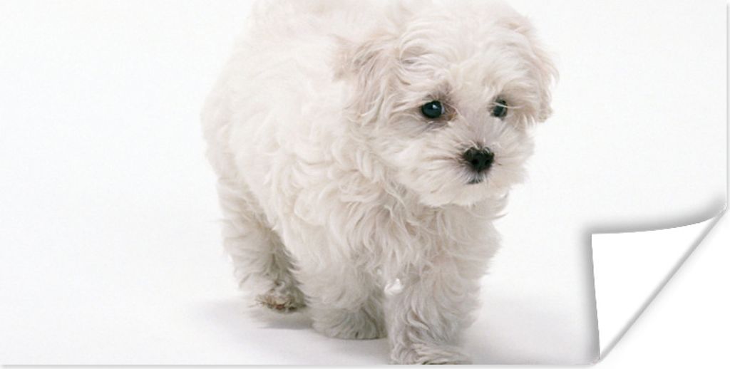 MuchoWow Poster Niedlicher kleiner Malteserhund 150x75 cm - ohne Rahmen