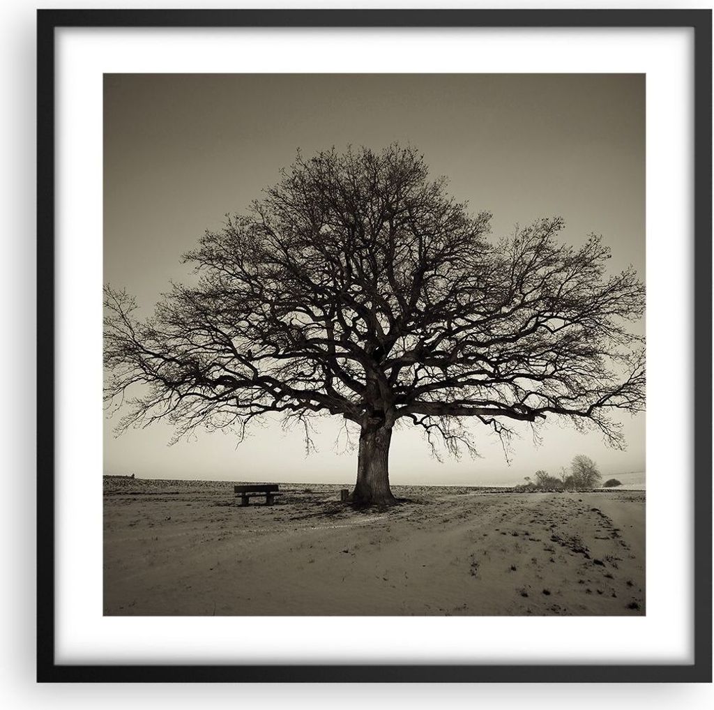 Gerahmtes Poster - Schwarzer Rahmen - Baum Schnee Sepia - 50x50 cm - Wand Bild - Wanddeko - Wandbilder - Kunstposter - Wandposter - Bilderrahmen - ...