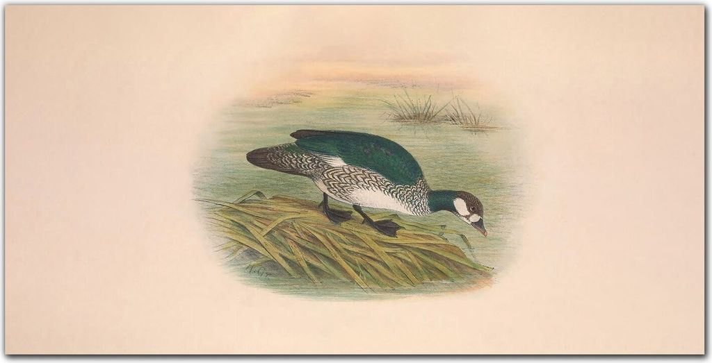 Coloray Bild aus Acryl 140 cm x 70 cm - Bild auf Acrylglas Gehärtetes Acryl Wohnzimmer Küche Dekoration Wanddekoration - Vogel Zeichnung