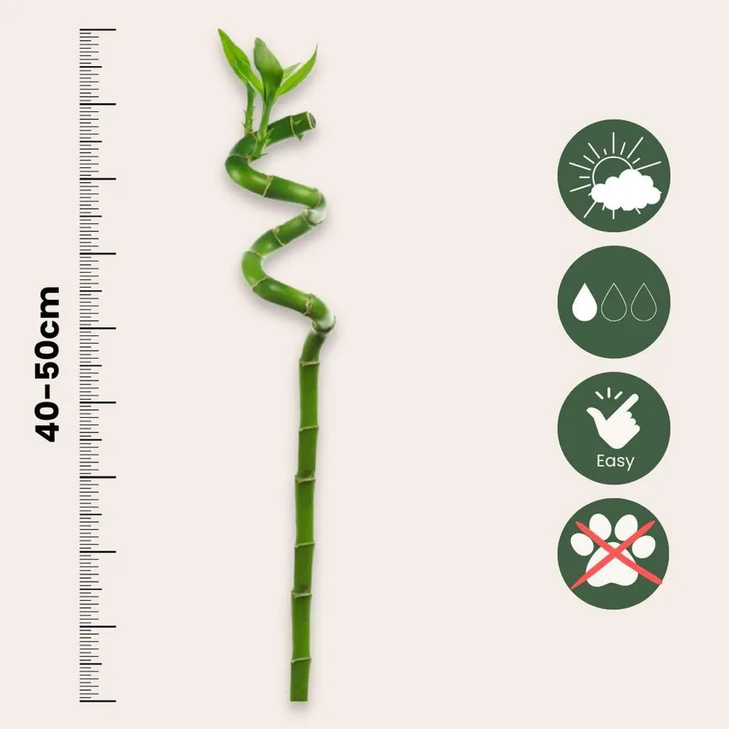 Lucky Bamboo Dracaena sanderiana - Lot de 12 Tiges - Hauteur 40-50cm