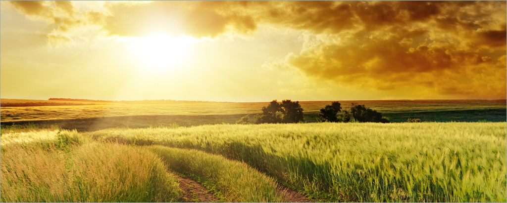 Wallario selbstklebendes Poster - Feldweg in den Sonnenuntergang, Größe: 80 x 200 cm