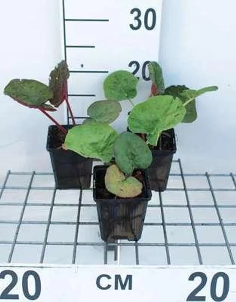 Rhubarbe palmée décorative : lot de 6 plantes vivaces en godets 9x9 cm