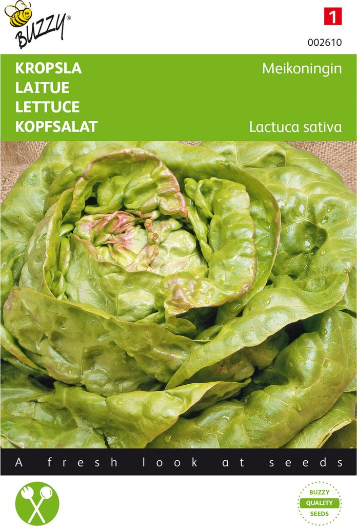 Kopfsalat Maikönig | Kopfsalatsamen von Buzzy Seeds