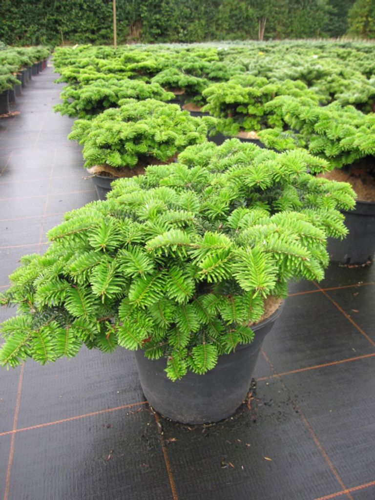 Abies nordmannia Kilian - zwergige Nordmanntanne Kilian - 25-30cm