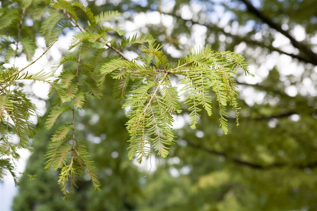 Metasequoia glyptostroboides, Urweltmammutbaum, 80–100 cm