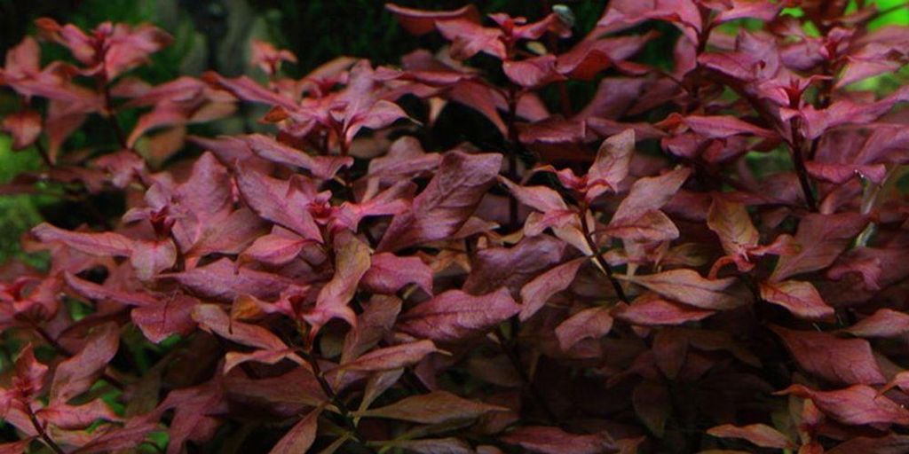 Aquarium Pflanze Ludwigia palustris AquaOne Nr.335B Produktbild 