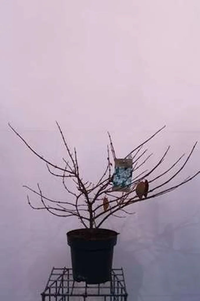 Viburnum plicatum Mariesii - Viorne de Chine en conteneur de 60-80 cm