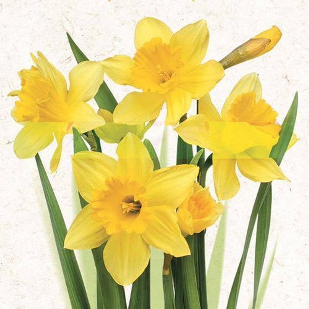 20 Servietten Bunch of Yellow Daffodils - Gelbe, strahlende Narzissen 33x33cm