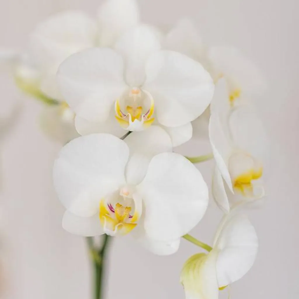 Orchidée Blanche Phalaenopsis Ø 9 cm avec Cache-pot Design Chic - 2