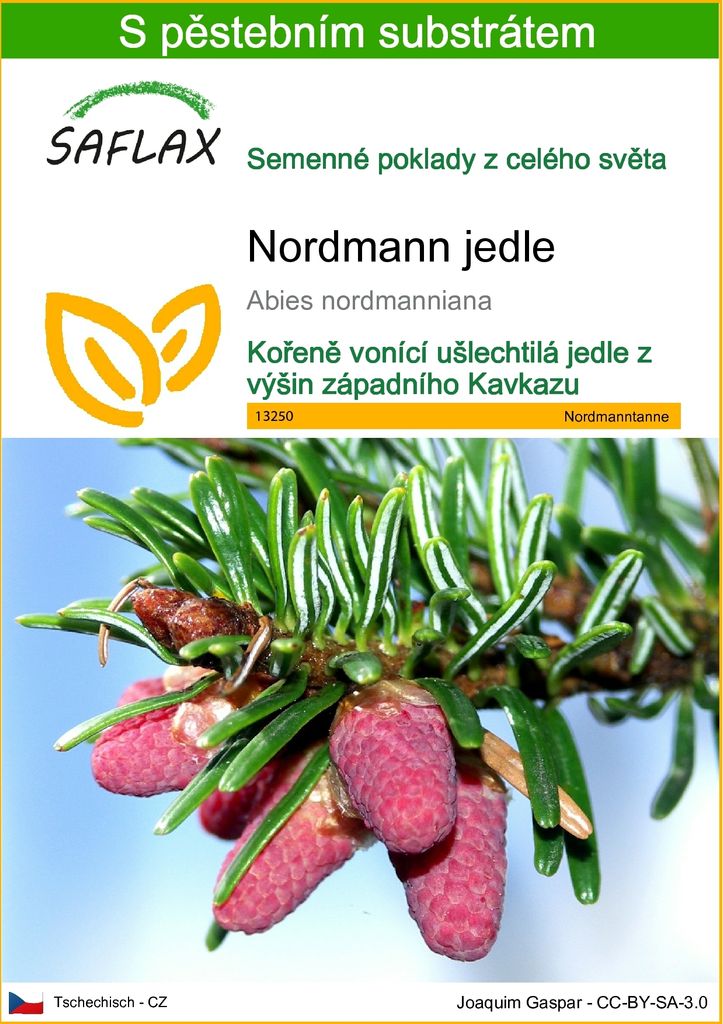 SAFLAX - Nordmann jedle - Abies nordmanniana - 20 Semena - Obrázek produktu 