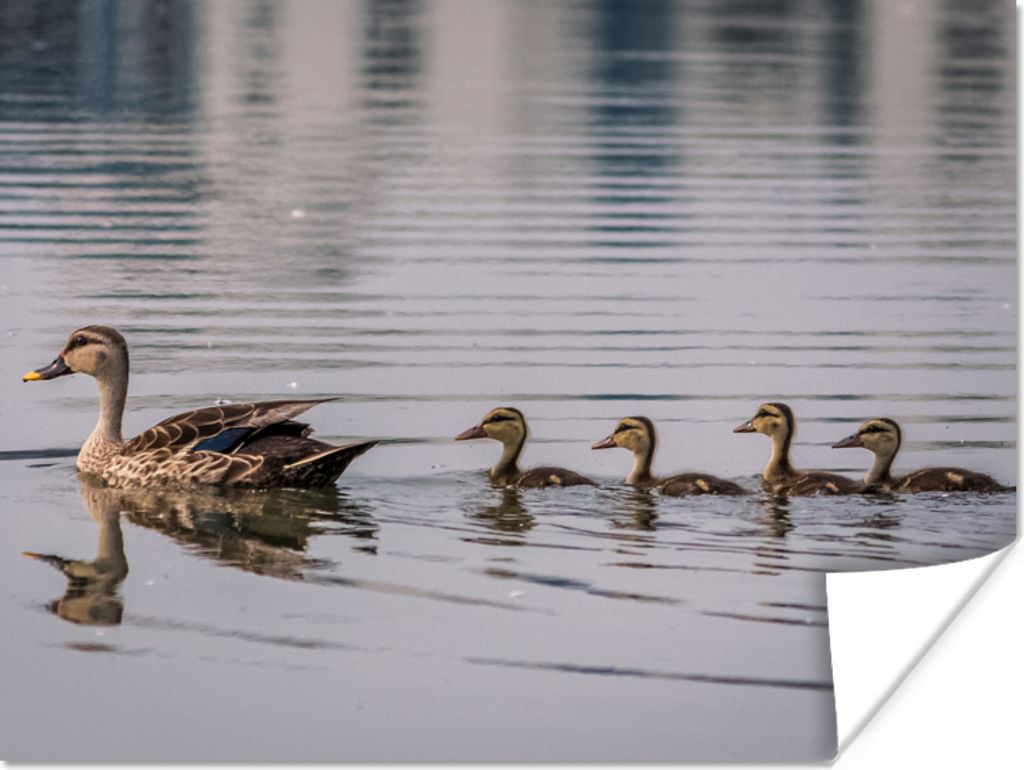 MuchoWow Poster Ente - Wasser - Vogel - Braun 120x90 cm - Wandbild