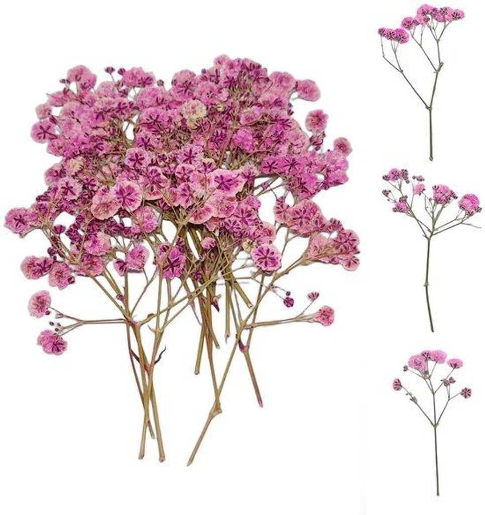 Gedroogde Blumen Set 50 Stück Rosa