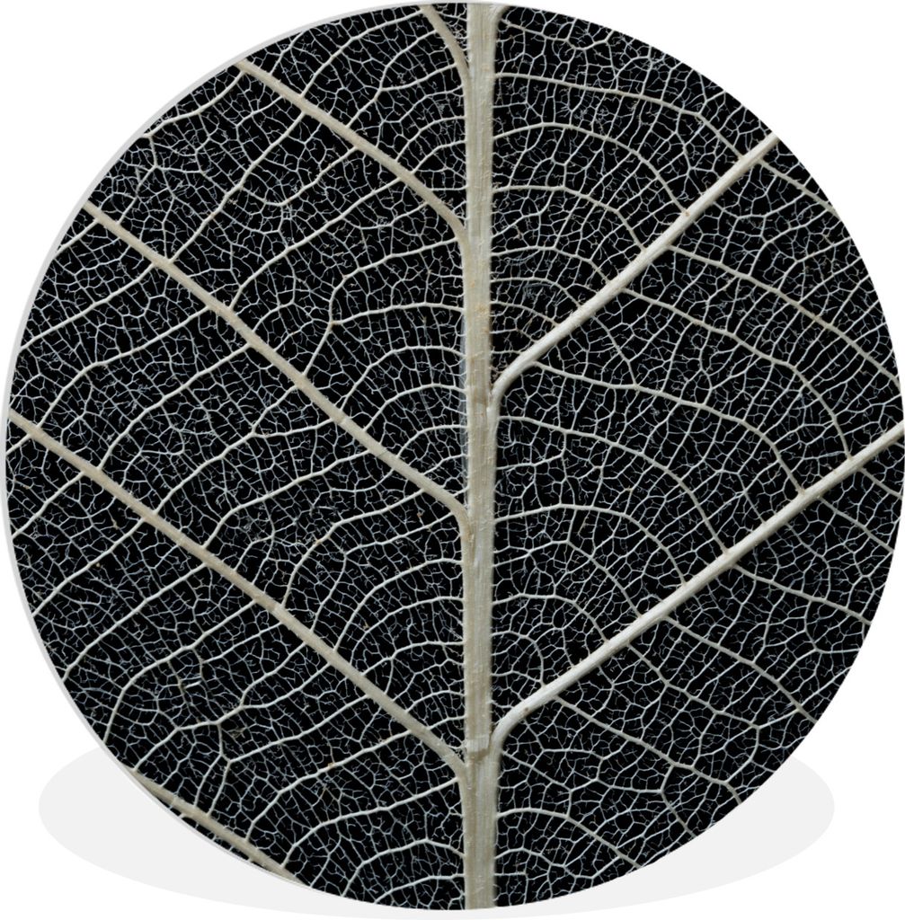 MuchoWow Rundes Wandbild - Runde Bilder Blattskelett mit Adern und Äderchen Ø 30 cm Kreis Wanddekoration Kunststoff - Wandkreis - Wandschmuck -...