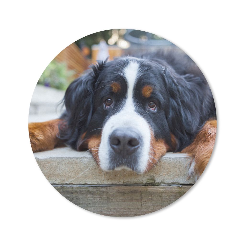 MuchoWow Mauspad Mousepad Shady Berner Sennenhund 50x50 cm - Mousepads - Maus Mat - Pad - Mausunterlage - Vinyl