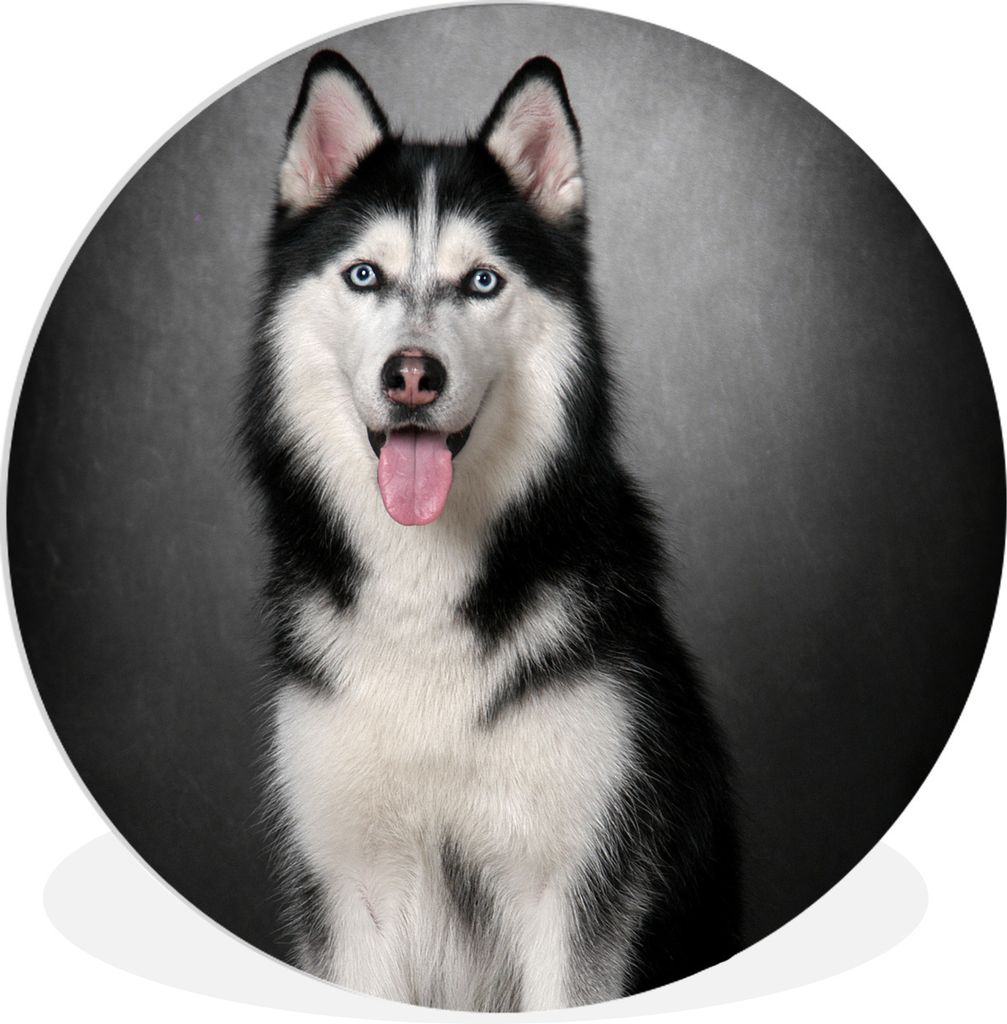 MuchoWow Rundes Wandbild - Runde Bilder Sibirischer Husky Ø 30 cm Kreis Wanddekoration Kunststoff - Wandkreis - Wandschmuck - Schlafzimmer - Bil...