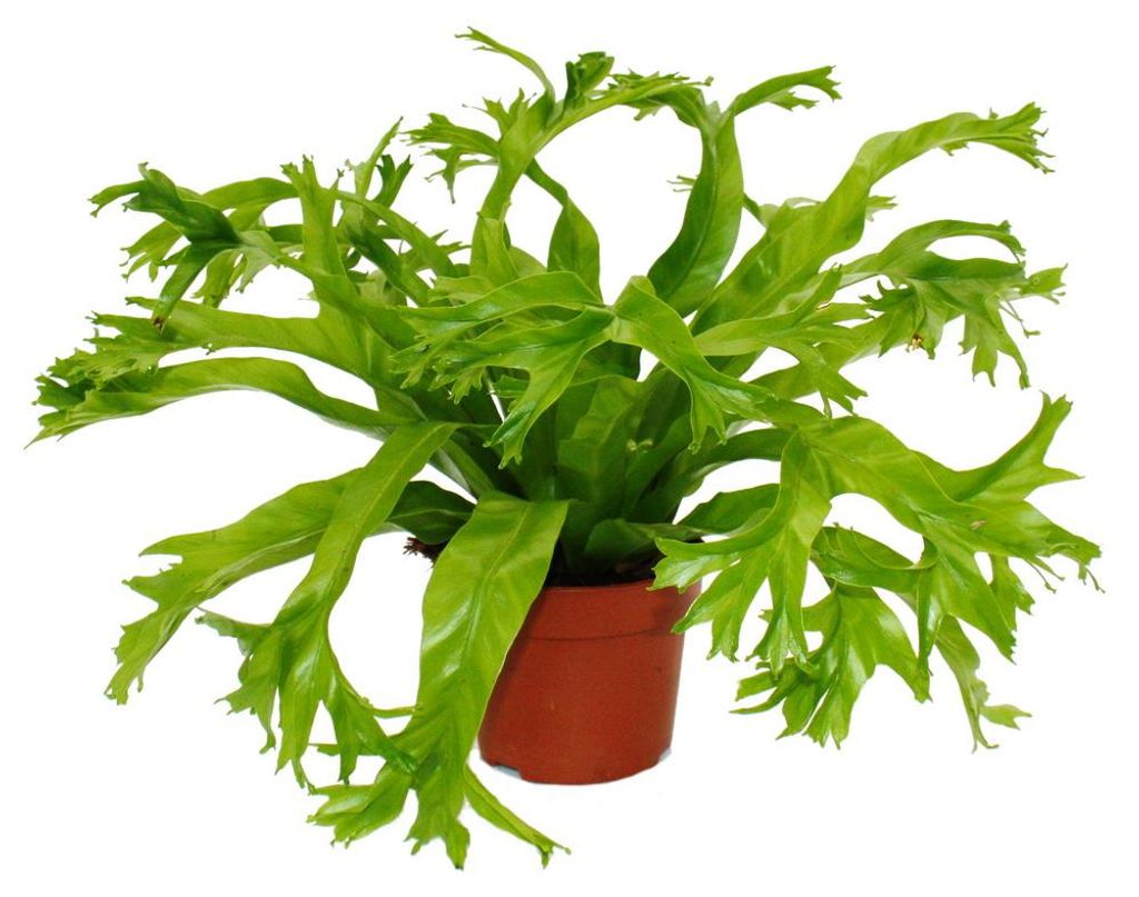 Asplenium nidus Chrissie - špeciálne odrody papradia do Obrázok produktu 