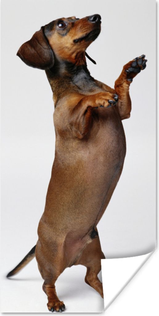 MuchoWow Poster Ein Dackel, der auf seinen beiden Hinterbeinen steht 20x40 cm - Plakat - Foto
