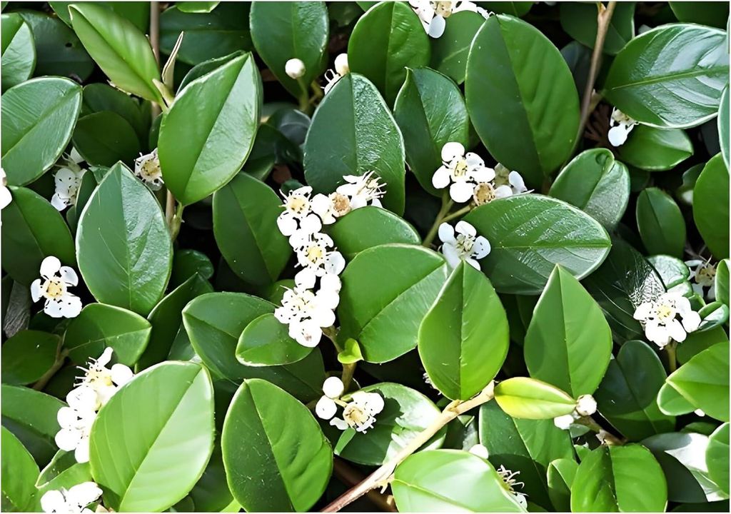 Stauden Gänge 50 x Cotoneaster dammeri 'Radicans' - Zwergmispel - Winterhart und Wintergrün - schnellwachsend - Bienenfreundlich