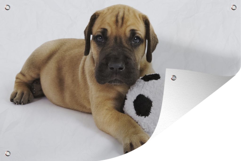 MuchoWow 60x40 cm Outdoor-Poster Gartendeko Sichtschutz Garten Poster für den Garten Ein brauner Welpe mit einem Fußball