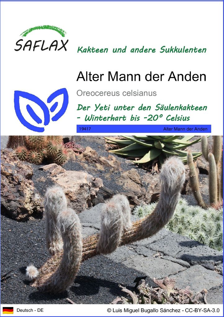 SAFLAX - Alter Mann der Anden - Oreocereus celsianus - 40 Produktbild 