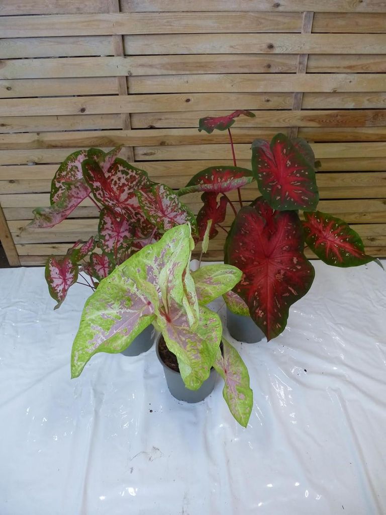 [Palmenlager] 3x Caladium bicolor 60-80 cm- Topf 21 cm Ø // Produktbild 