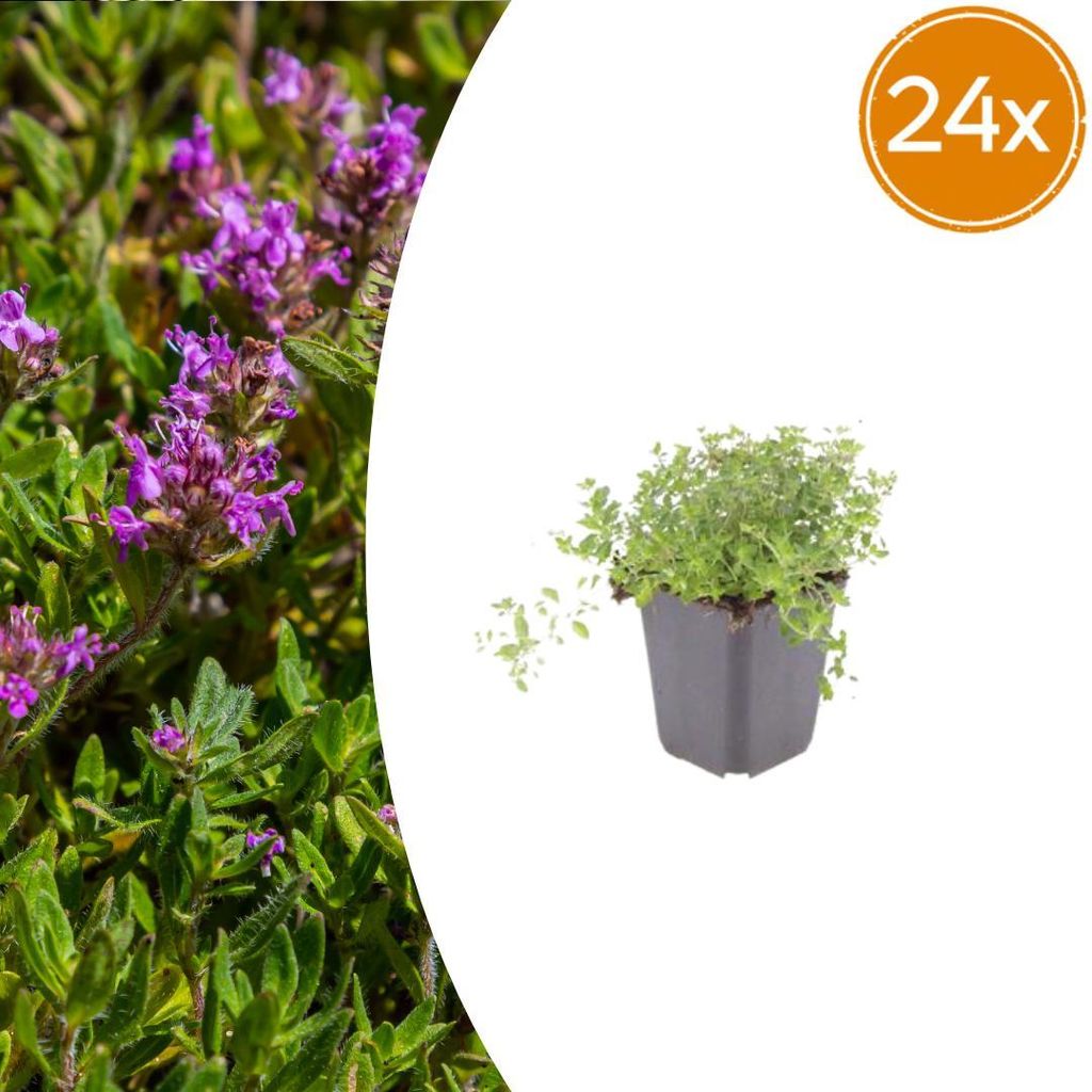 Thymus serpyllum | 24 Stück - 10-25cm - Ø9cm - Gartenpflanze