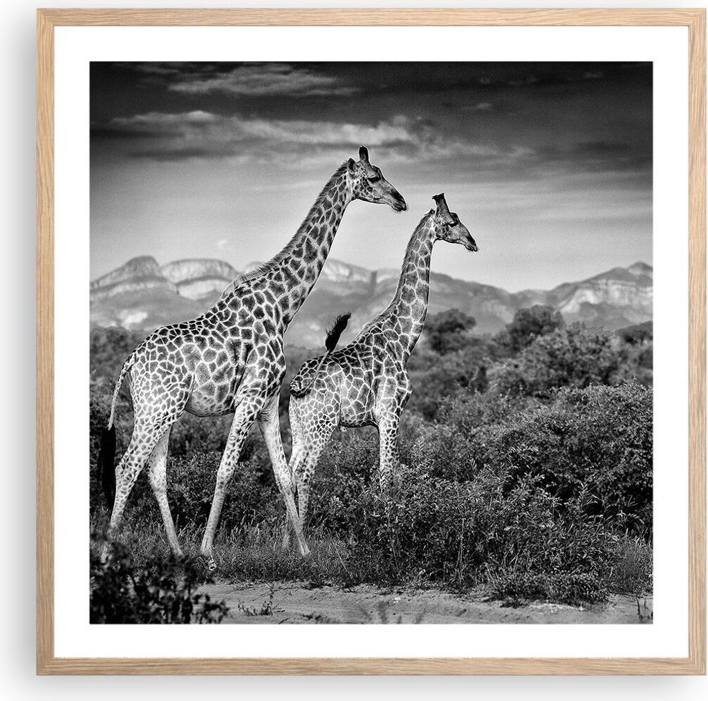 Gerahmtes Poster - Rahmen in heller Eiche - Giraffen Schwarzweiß Fotografie - 60x60 cm - Wand Bild - Wanddeko - Wandbilder - Kunstposter - Wandpos...
