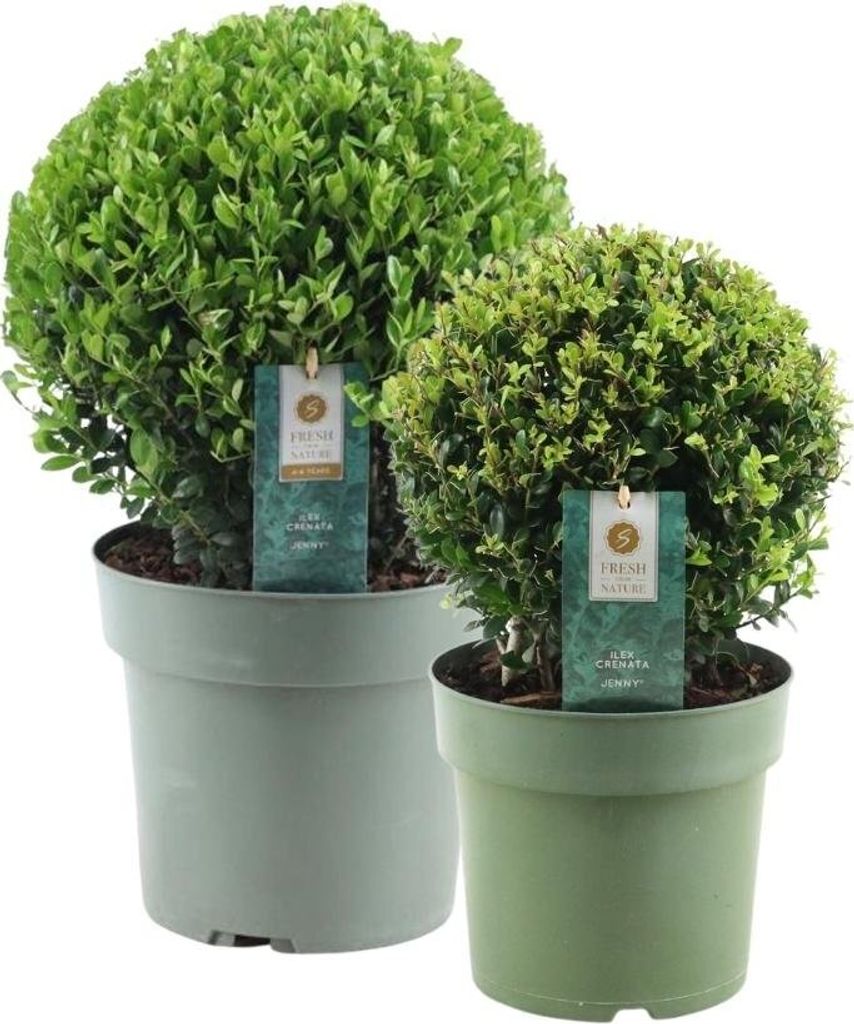 Echte Stechpalme Kugel | 1x Ilex crenata 'Jenny' kugel 20 cm & 1x Kugel 25 cm | set von 2 Stück | 20-25 cm Ø durchmesser | Pflanzen | Gartenpflanzen