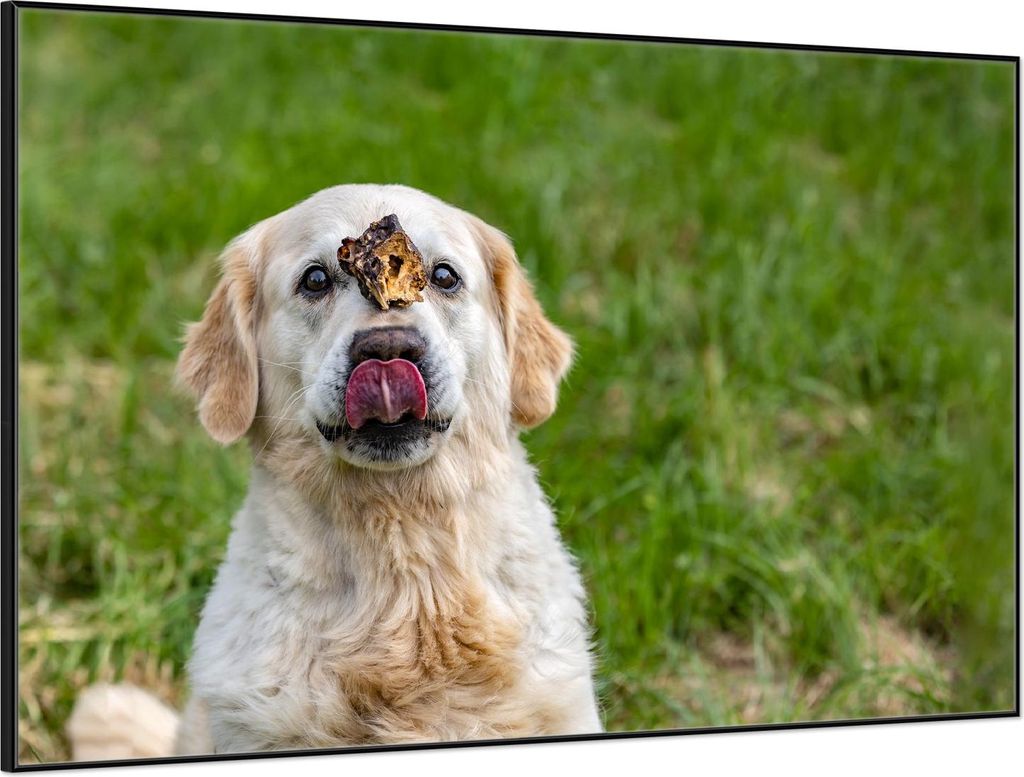 Wallario Wandbild Hund trifft Leckerli, Größe: 61 x 91,50 cm, Poster mit schwarzem Aluminiumrahmen
