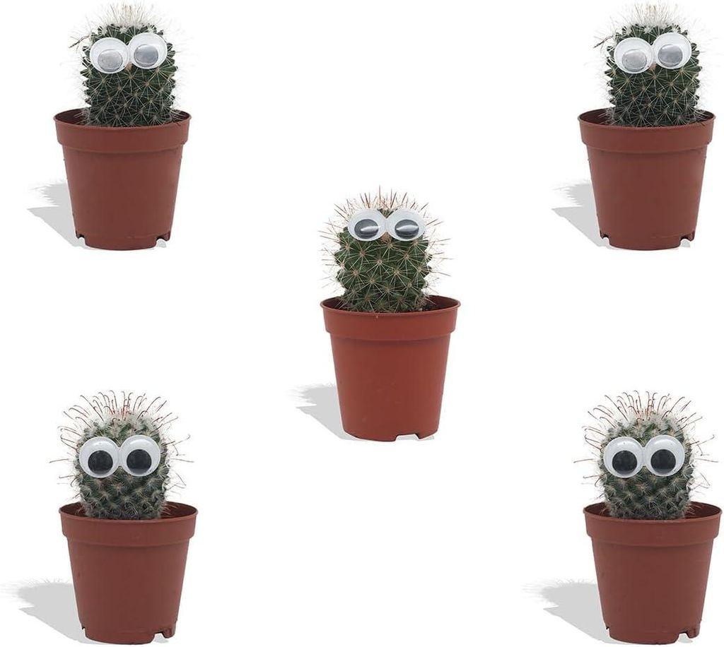 DutchLeafs Mini-Kakteen mit Augen Mix 5 Stück - Topf 5,5 cm - Kleine Pflanzen Mischung Kakteen Starter Set Pflegeleichte Zimmerpflanzen - Höhe 8-...